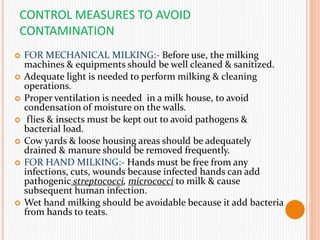 CONTROL MEASURES TO AVOID
CONTAMINATION
 FOR MECHANICAL MILKING:- Before use, the milking
machines & equipments should be well cleaned & sanitized.
 Adequate light is needed to perform milking & cleaning
operations.
 Proper ventilation is needed in a milk house, to avoid
condensation of moisture on the walls.
 flies & insects must be kept out to avoid pathogens &
bacterial load.
 Cow yards & loose housing areas should be adequately
drained & manure should be removed frequently.
 FOR HAND MILKING:- Hands must be free from any
infections, cuts, wounds because infected hands can add
pathogenic streptococci, micrococci to milk & cause
subsequent human infection.
 Wet hand milking should be avoidable because it add bacteria
from hands to teats.
 