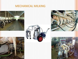 MECHANICAL MILKING
 