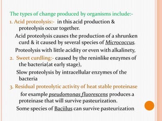 The types of change produced by organisms include:-
1. Acid proteolysis:- in this acid production &
proteolysis occur together.
Acid proteolysis causes the production of a shrunken
curd & it caused by several species of Micrococcus.
Proteolysis with little acidity or even with alkalinety,
2. Sweet curdling:- caused by the reninlike enzymes of
the bacteria(at early stage),
Slow proteolysis by intracellular enzymes of the
bacteria
3. Residual proteolytic activity of heat stable proteinase
for example pseudomonas fluorescens produces a
proteinase that will survive pasteurization.
Some species of Baciilus can survive pasteurization
 