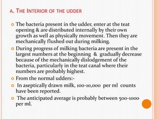 A. THE INTERIOR OF THE UDDER
 The bacteria present in the udder, enter at the teat
opening & are distributed internally by their own
growth as well as physically movement. Then they are
mechanically flushed out during milking.
 During progress of milking bacteria are present in the
largest numbers at the beginning & gradually decrease
because of the mechanically dislodgement of the
bacteria, particularly in the teat canal where their
numbers are probably highest.
 From the normal udders:-
 In aseptically drawn milk, 100-10,000 per ml counts
have been reported.
 The anticipated average is probably between 500-1000
per ml.
 