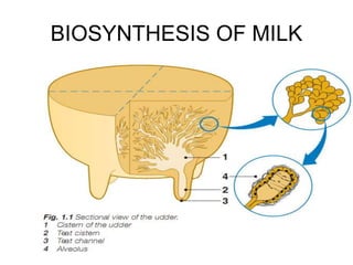 BIOSYNTHESIS OF MILK