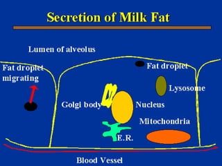 Milk Biosynthesis.pptx
