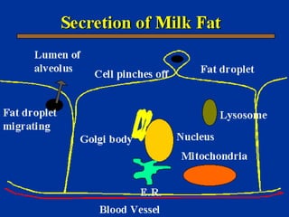 Milk Biosynthesis.pptx