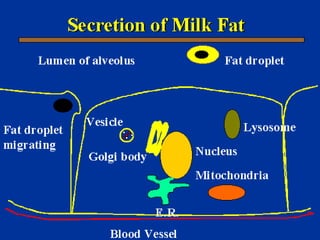 Milk Biosynthesis.pptx