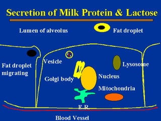 Milk Biosynthesis.pptx