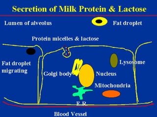 Milk Biosynthesis.pptx