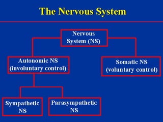 Milk Biosynthesis.pptx