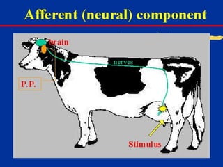Milk Biosynthesis.pptx