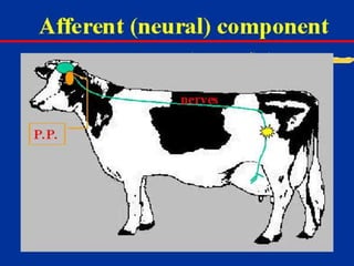 Milk Biosynthesis.pptx