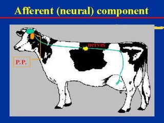 Milk Biosynthesis.pptx
