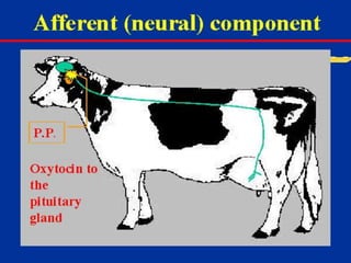 Milk Biosynthesis.pptx