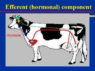 Milk Biosynthesis.pptx