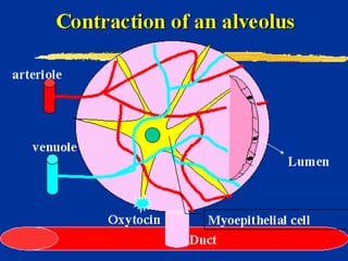 Milk Biosynthesis.pptx