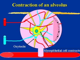 Milk Biosynthesis.pptx