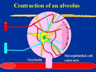 Milk Biosynthesis.pptx