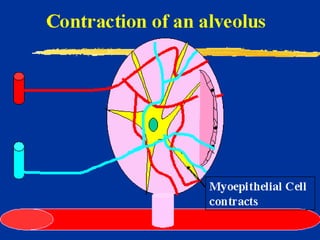 Milk Biosynthesis.pptx
