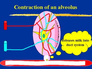 Milk Biosynthesis.pptx
