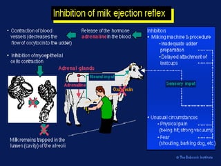 Milk Biosynthesis.pptx