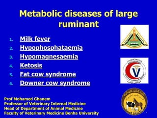 1
Metabolic diseases of large
ruminant
1. Milk fever
2. Hypophosphataemia
3. Hypomagnesaemia
4. Ketosis
5. Fat cow syndrome
6. Downer cow syndrome
Prof Mohamed Ghanem
Professor of Veterinary Internal Medicine
Head of Department of Animal Medicine
Faculty of Veterinary Medicine Benha University
 