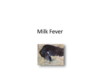 Milk Fever
 