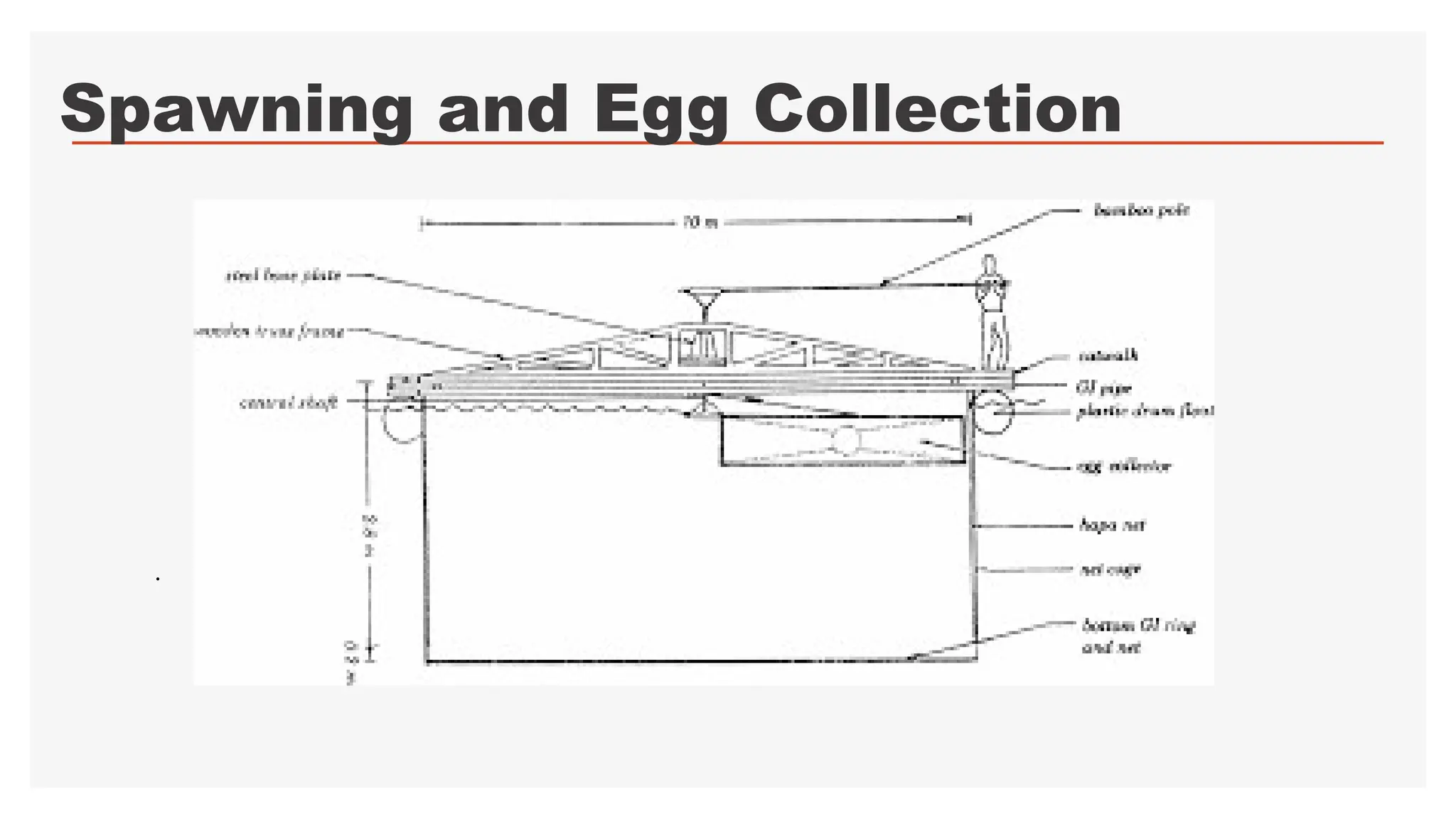 MILKFISH BROODSTOCK AND HATCHERY MANAGEMENT Lec. 4.pptx