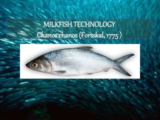 MILKFISH TECHNOLOGY
Chanos chanos (Forsskal, 1775 )
 