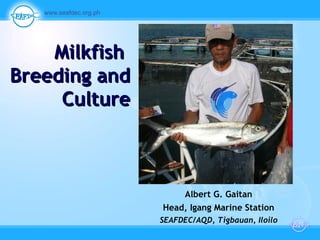 Milkfish  Breeding and Culture . Albert G. Gaitan Head, Igang Marine Station SEAFDEC/AQD, Tigbauan, Iloilo 
