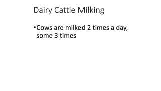 Dairy Cattle Milking
•Cows are milked 2 times a day,
some 3 times
 