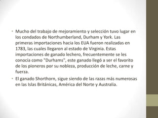 • Mucho del trabajo de mejoramiento y selección tuvo lugar en
los condados de Northumberland, Durham y York. Las
primeras importaciones hacia los EUA fueron realizadas en
1783, las cuales llegaron al estado de Virginia. Estas
importaciones de ganado lechero, frecuentemente se les
conocía como "Durhams", este ganado llegó a ser el favorito
de los pioneros por su nobleza, producción de leche, carne y
fuerza.
• El ganado Shorthorn, sigue siendo de las razas más numerosas
en las Islas Británicas, América del Norte y Australia.
 