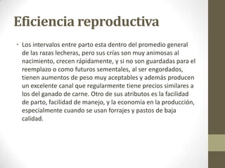 Eficiencia reproductiva
• Los intervalos entre parto esta dentro del promedio general
de las razas lecheras, pero sus crías son muy animosas al
nacimiento, crecen rápidamente, y si no son guardadas para el
reemplazo o como futuros sementales, al ser engordados,
tienen aumentos de peso muy aceptables y además producen
un excelente canal que regularmente tiene precios similares a
los del ganado de carne. Otro de sus atributos es la facilidad
de parto, facilidad de manejo, y la economía en la producción,
especialmente cuando se usan forrajes y pastos de baja
calidad.
 