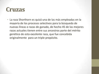 Cruzas
• La raza Shorthorn es quizá una de las más empleadas en la
mayoría de los procesos selectivos para la búsqueda de
nuevas líneas o razas de ganado, de hecho 45 de las mejores
razas actuales tienen entre sus ancestros parte del mérito
genético de esta excelente raza, que fue concebida
originalmente para un triple propósito.
 