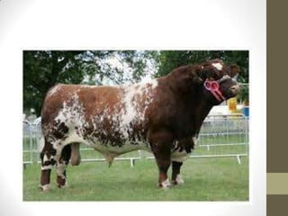 Milking shorthorn