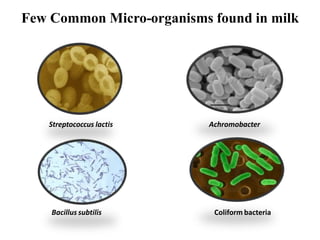 Few Common Micro-organisms found in milk
Streptococcus lactis Achromobacter
Bacillus subtilis Coliform bacteria
 