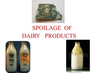 SPOILAGE OF
DAIRY PRODUCTS
 
