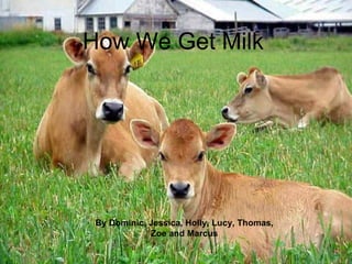 How We Get Milk By Dominic, Jessica, Holly, Lucy, Thomas, Zoe and Marcus 