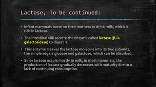 Lactose, To be continued:
▪ Infant mammals nurse on their mothers to drink milk, which is
rich in lactose.
▪ The intestinal villi secrete the enzyme called lactase (β-D-
galactosidase) to digest it.
▪ This enzyme cleaves the lactose molecule into its two subunits,
the simple sugars glucose and galactose, which can be absorbed.
▪ Since lactose occurs mostly in milk, in most mammals, the
production of lactase gradually decreases with maturity due to a
lack of continuing consumption.
 
