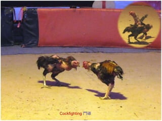 Cockfighting 鬥雞

 