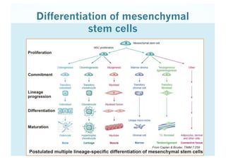 Differentiation of mesenchymal
stem cells
 