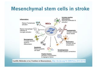 Mesenchymal stem cells in stroke
 