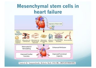 Mesenchymal stem cells in
heart failure
?
 