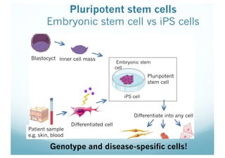 Pluripotent stem cells
Embryonic stem cell vs iPS cells
Blastocyct
Differentiated cell
Patient sample
e.g. skin, blood
Inner cell mass
Pluripotent
stem cell
iPS cell
Embryonic stem
cell
Differentiate into any cell
Genotype and disease-spesific cells!
 