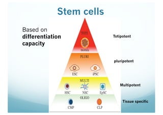 Stem cells
Based on
differentiation
capacity
Totipotent
Tissue specific
Multipotent
pluripotent
 
