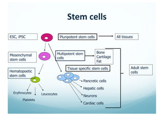 Stem cells
Pluripotent stem cells
Multipotent stem
cells
All tissues
Erythrocytes
Platelets
Leucocytes
Pancretic cells
Hepatic cells
Neurons
Cardiac cells
Hematopoetic
stem cells
Tissue specific stem cells Adult stem
cells
Mesenchymal
stem cells
ESC, iPSC
Bone
Cartilage
Fat
 