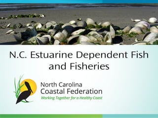 N.C. Estuarine Dependent Fish
and Fisheries
 