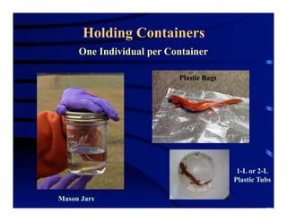 Holding Containers
One Individual per Container
Plastic Bags
1-L or 2-L
Plastic Tubs
Mason Jars
 