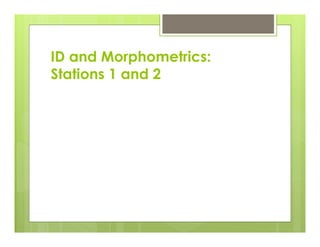 ID and Morphometrics:
Stations 1 and 2
 