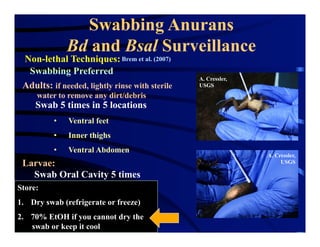 Swabbing Anurans
Bd and Bsal Surveillance
Non-lethal Techniques:Brem et al. (2007)
Swabbing Preferred
Swab 5 times in 5 locations
A. Cressler,
USGS
A. Cressler,
USGS
•  Ventral feet
•  Inner thighs
•  Ventral Abdomen
Larvae:
Swab Oral Cavity 5 times
Adults: if needed, lightly rinse with sterile
water to remove any dirt/debris
Store:
1.  Dry swab (refrigerate or freeze)
2.  70% EtOH if you cannot dry the
swab or keep it cool
 