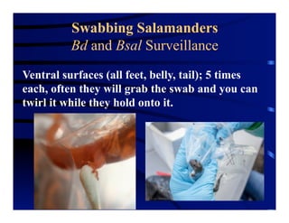 Swabbing Salamanders
Bd and Bsal Surveillance
Ventral surfaces (all feet, belly, tail); 5 times
each, often they will grab the swab and you can
twirl it while they hold onto it.
 