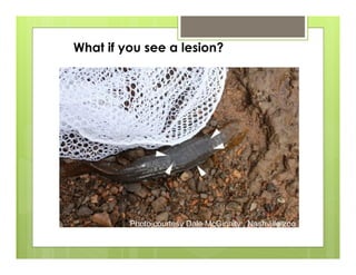 Photo courtesy Dale McGinnity , Nashville zoo
What if you see a lesion?
 