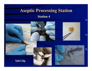 Tail Clip
Aseptic Processing Station
Station 4
 